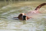 BASSET HOUND 192